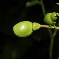 Semecarpus acuminatus Thwaites